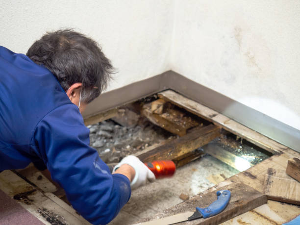 Best Kitchen Mold Remediation in Audubon, IA