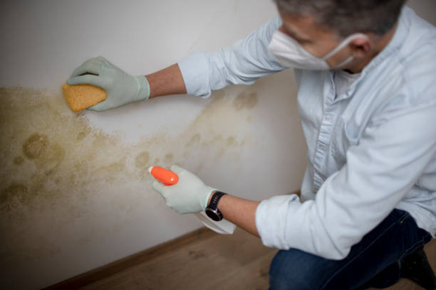 Best Health and Safety Mold Remediation in Audubon, IA