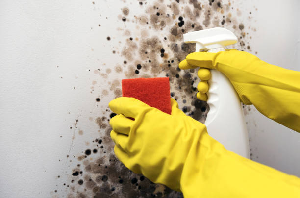 Professional Mold Remediation in Audubon, IA